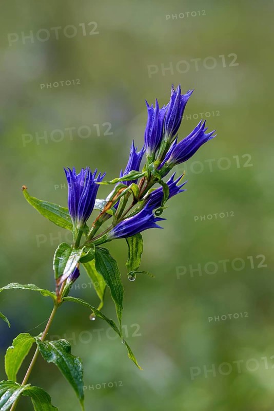 Willow gentian