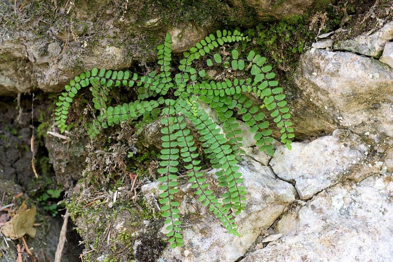 Striped fern