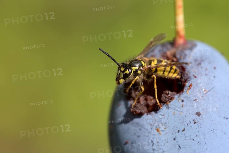 Common wasp