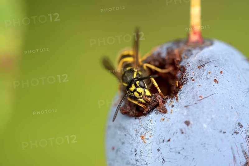 Common wasp