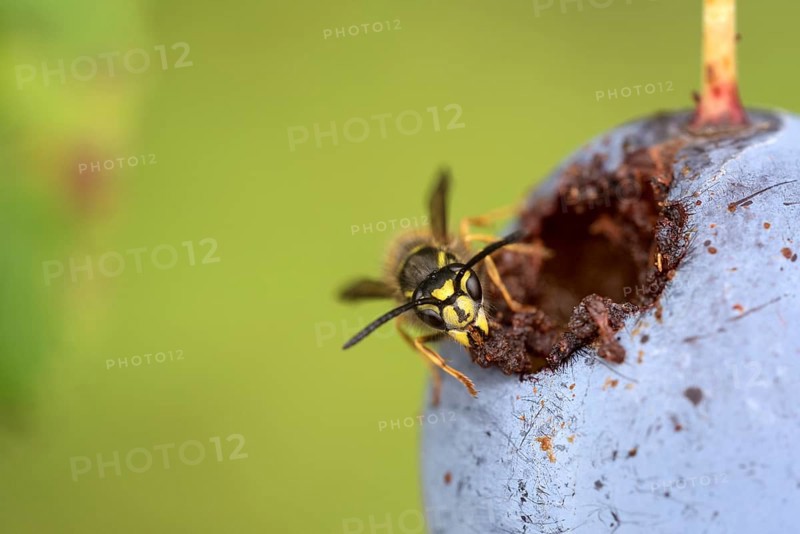 Common wasp