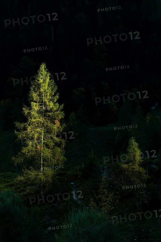 Fir trees in sidelight