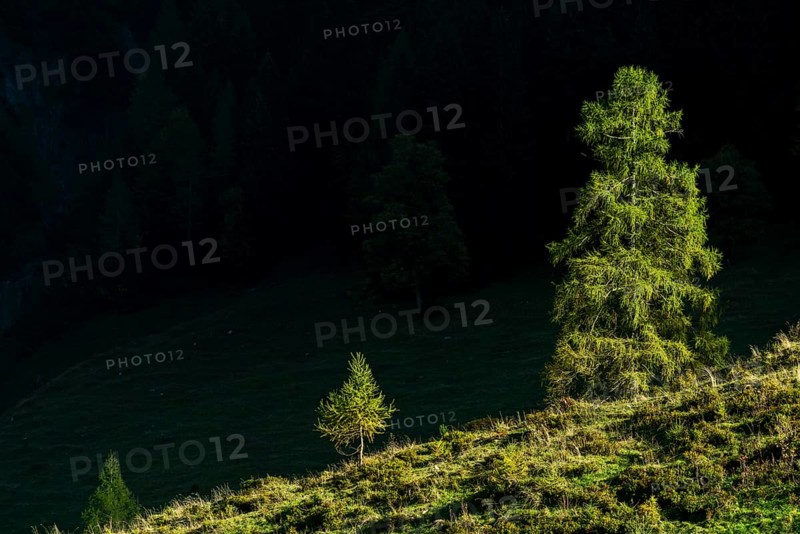 Mountain slope with fir trees in sidelight