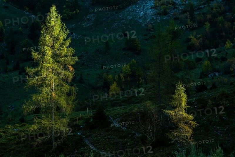 Fir trees in sidelight