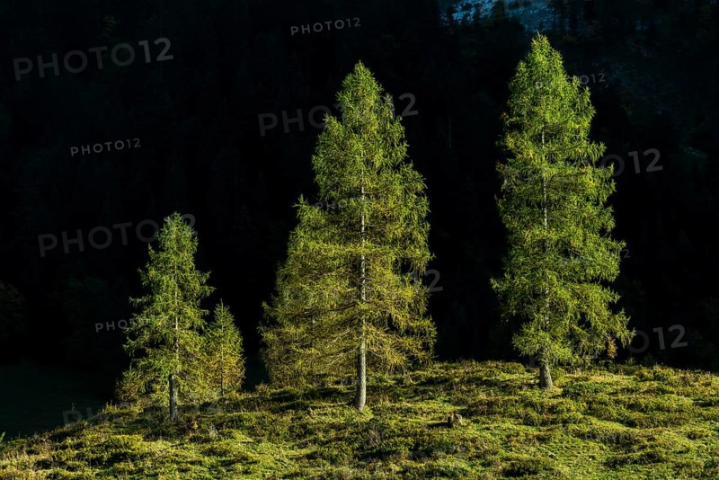 Fir trees in sidelight