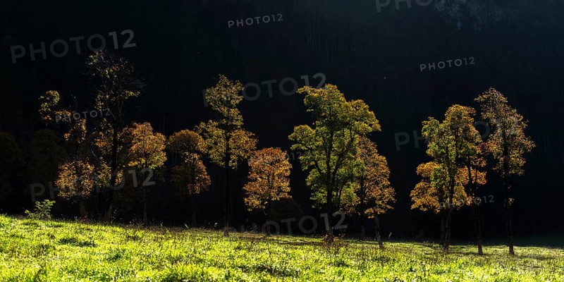 Sycamore maple