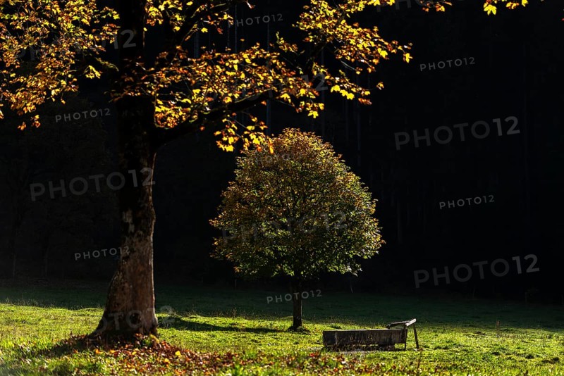 Sycamore maple