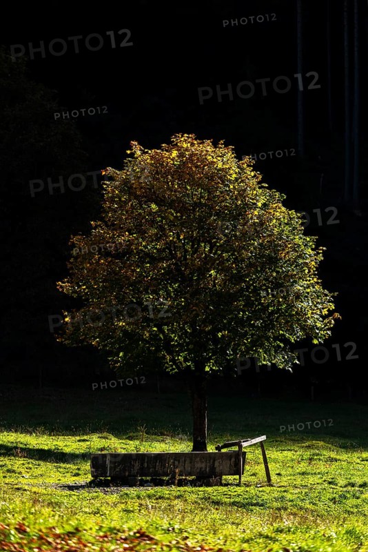 Sycamore maple