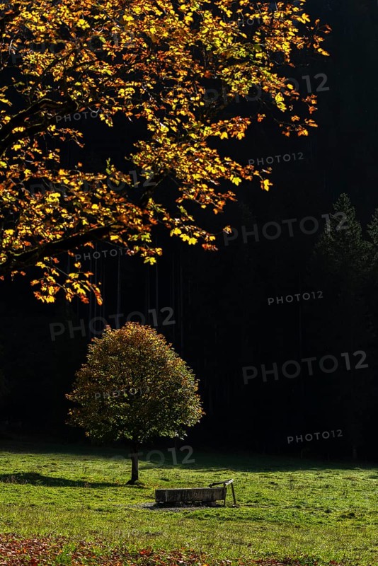 Sycamore maple