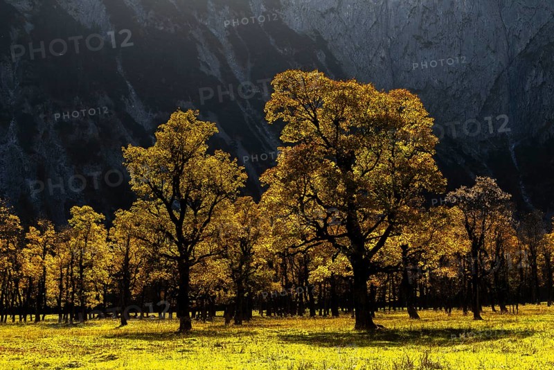 Sycamore maple