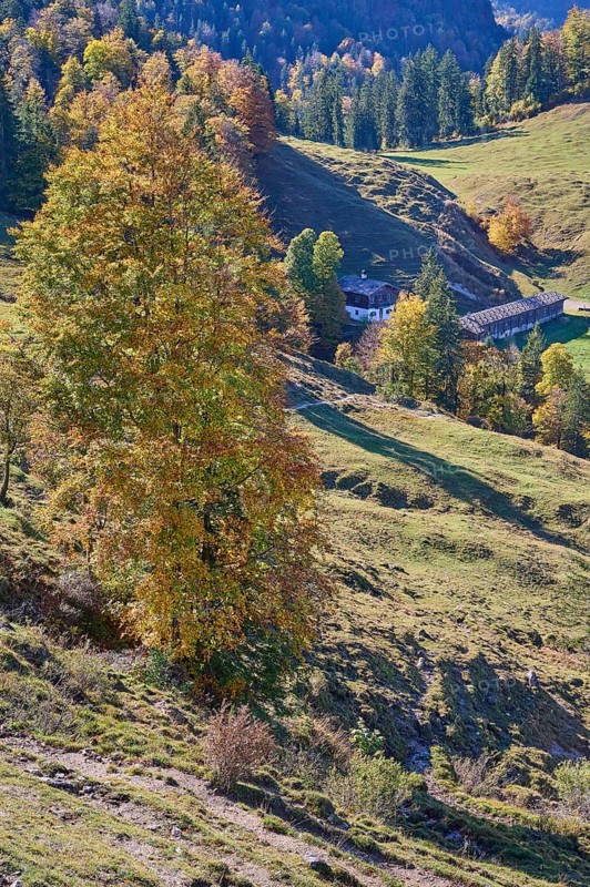 Koenigsalm