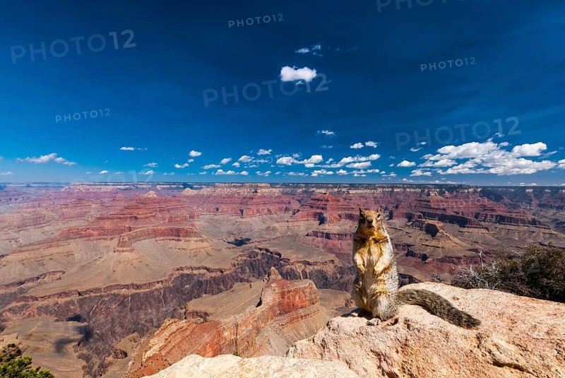 Ground squirrel