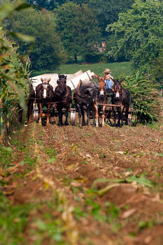 Amish people at the traditional harvest
