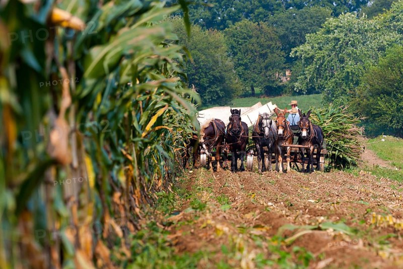 Amish people at the traditional harvest