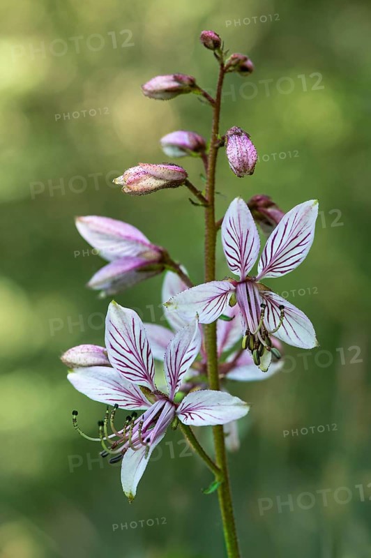 Flowers of the dittany