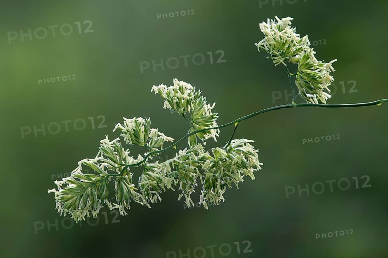Inflorescence of common knawel grass