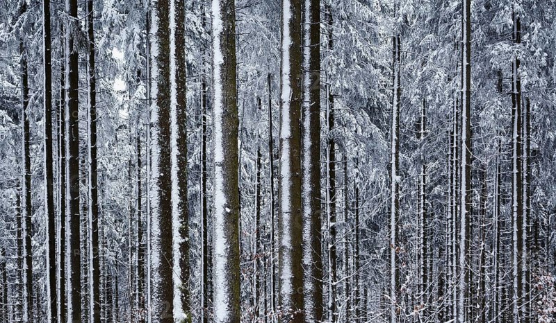 Snow-covered tree trunks of spruces