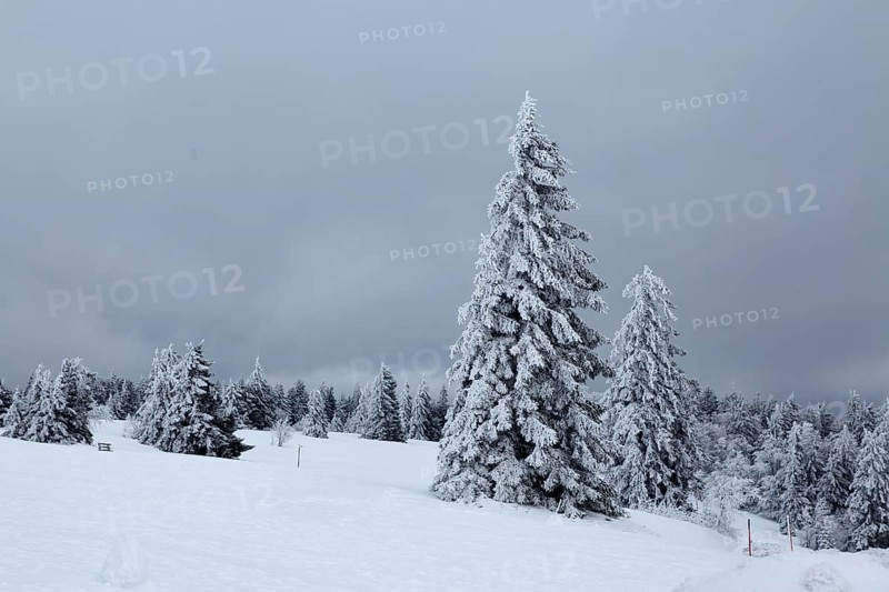 Snow-covered fir trees