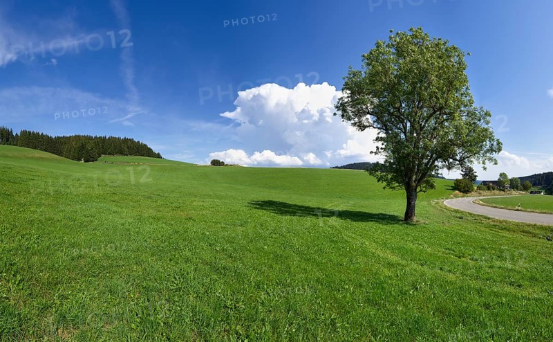 Free-standing common ash