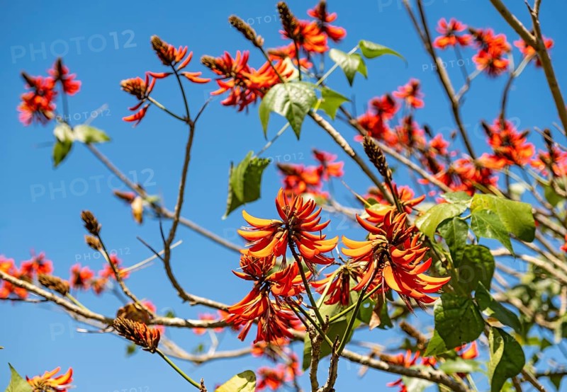 Tiger's claw or Indian coral tree