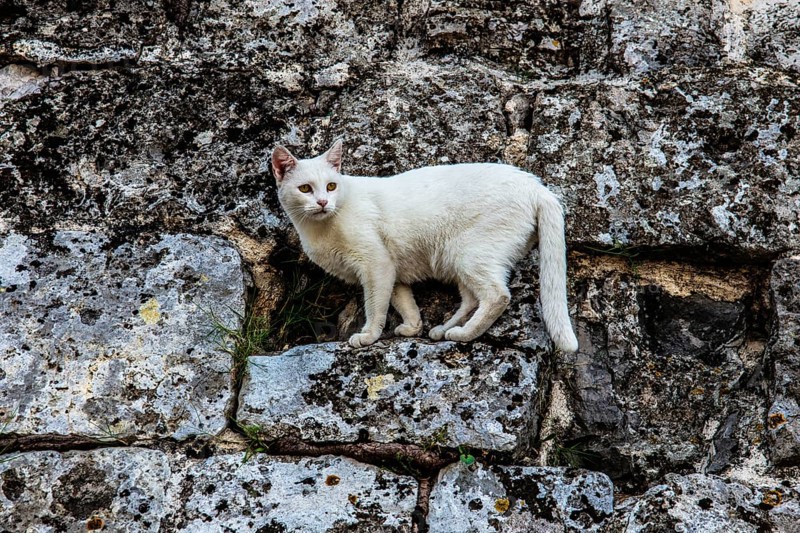 Cat on the fortress wall