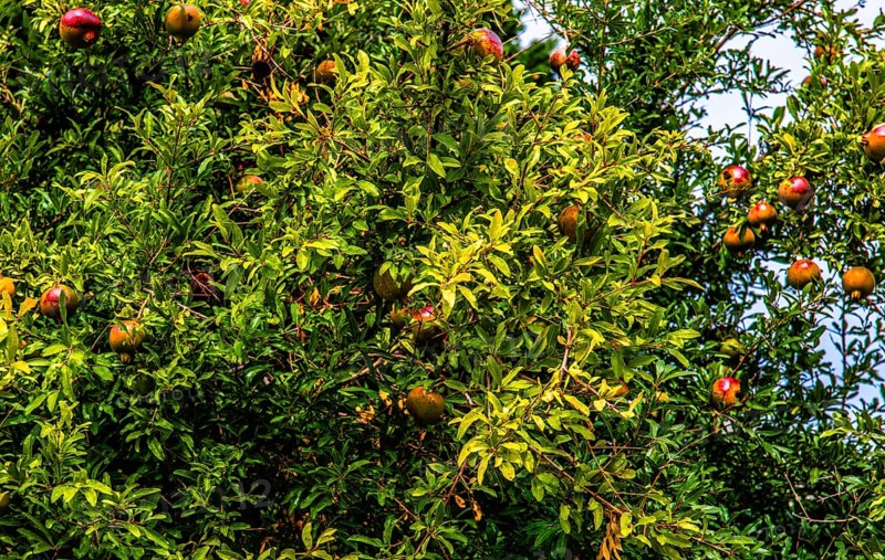Pomegranate tree