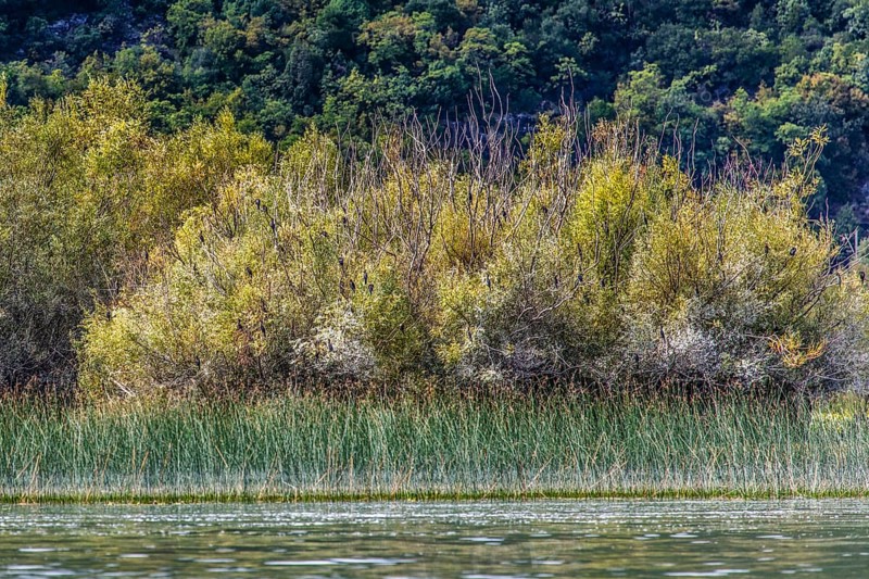 Natural paradise and national park Lake Scutari