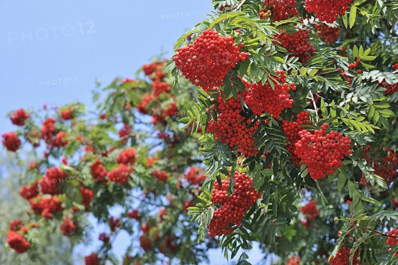 Red berries of European Rowan