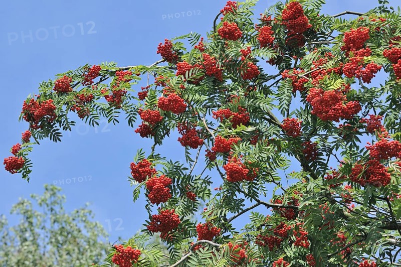 Red berries of European Rowan