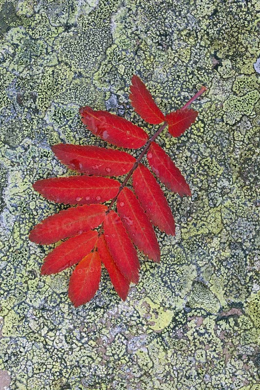 Rowan
