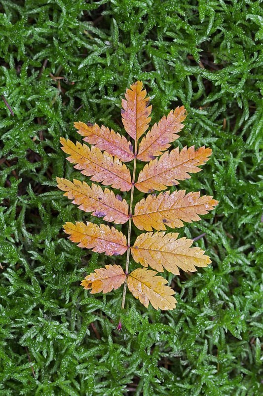 Rowan