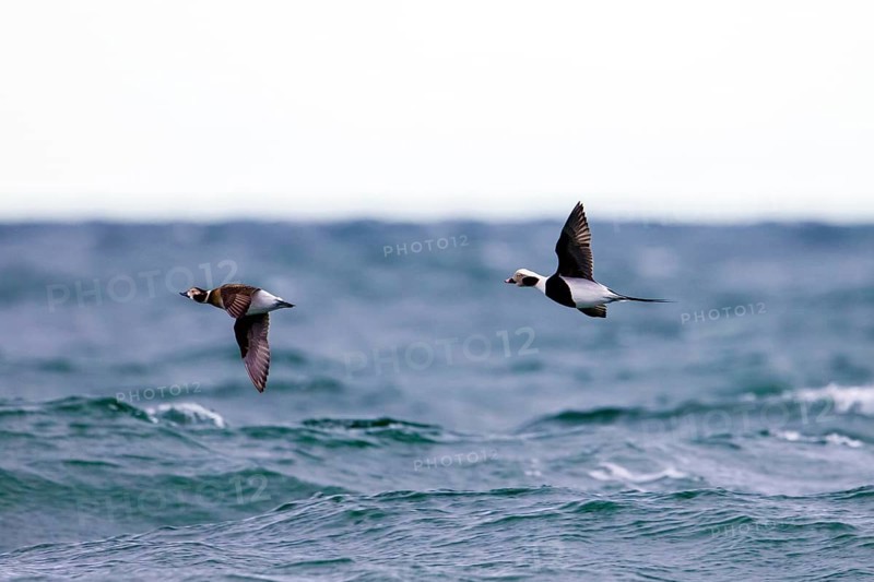 Long-tailed duck