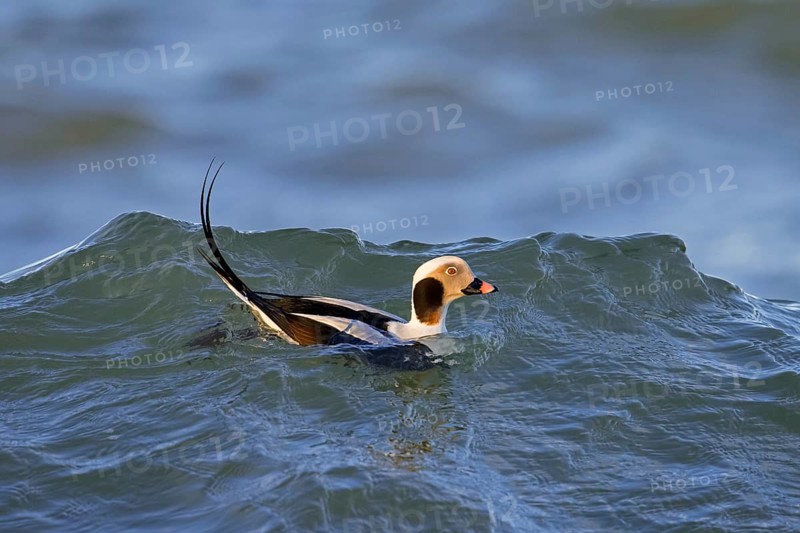 Long-tailed duck
