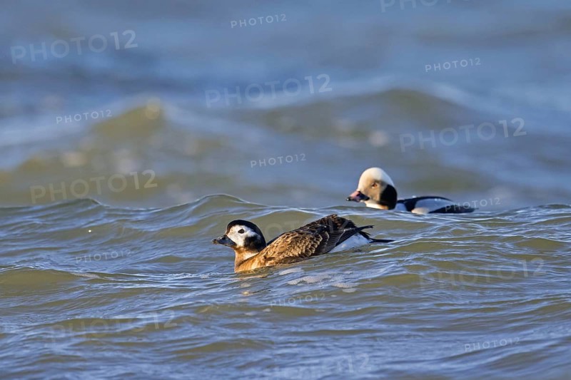 Long-tailed duck