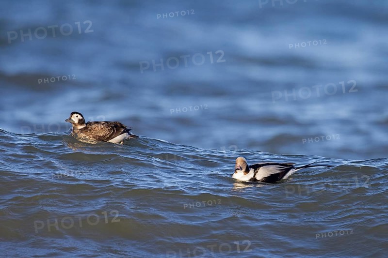 Long-tailed duck