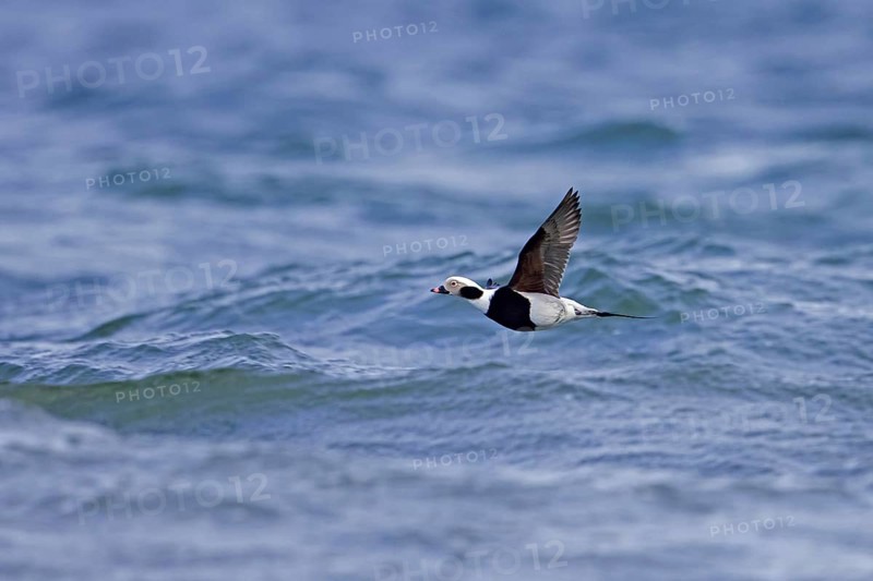 Long-tailed duck
