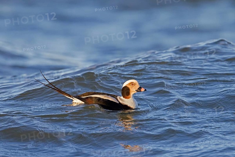 Long-tailed duck