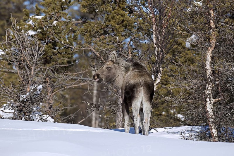 Moose