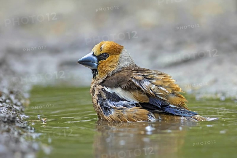 Hawfinch