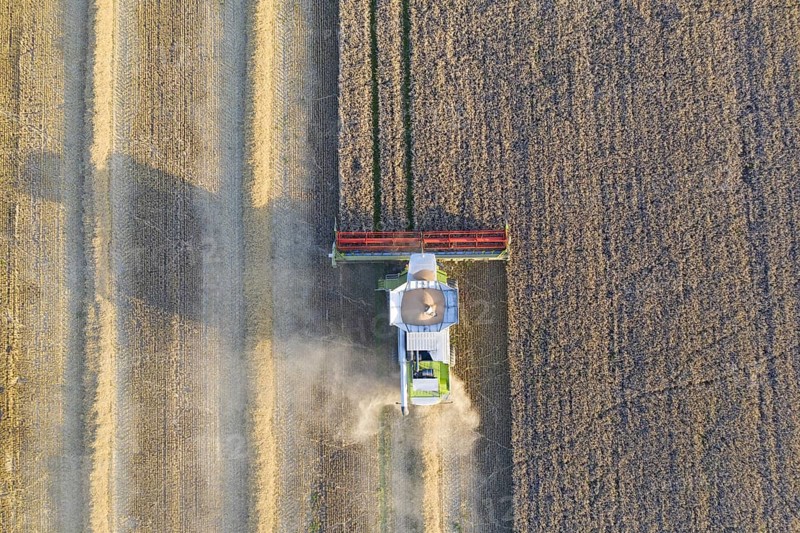Aerial view over combine harvester harvesting oilseed rape