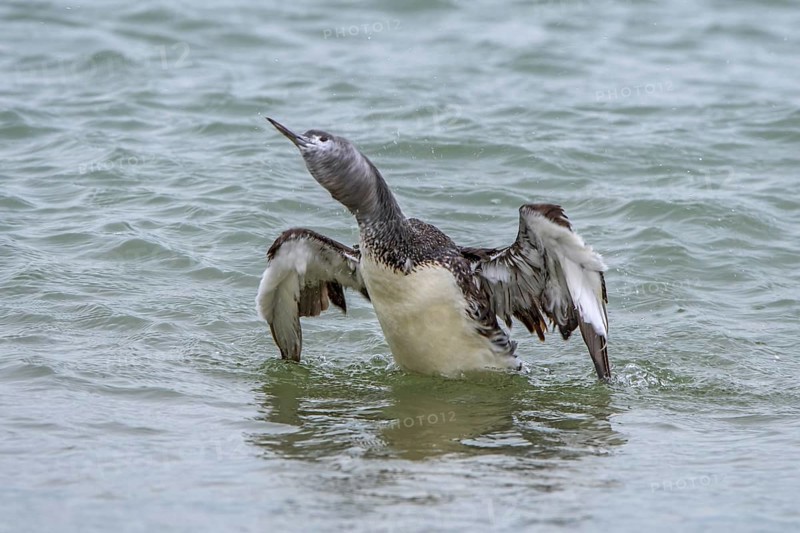 Red-throated loon