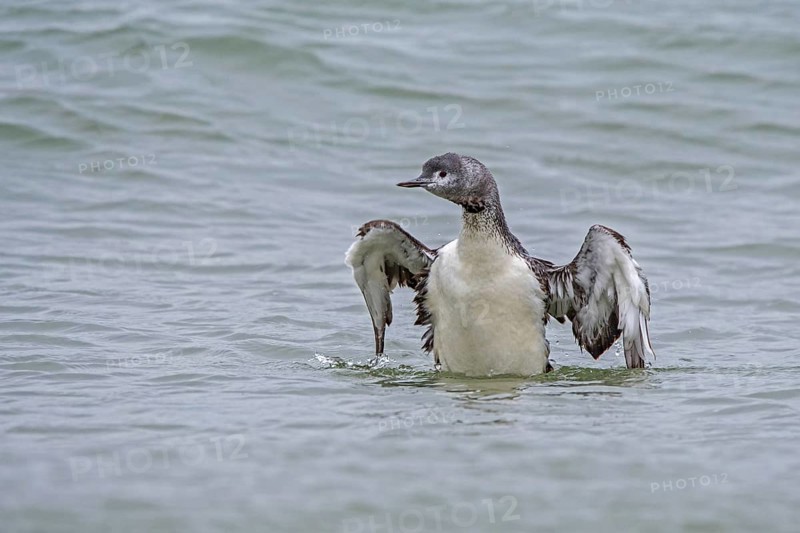Red-throated loon