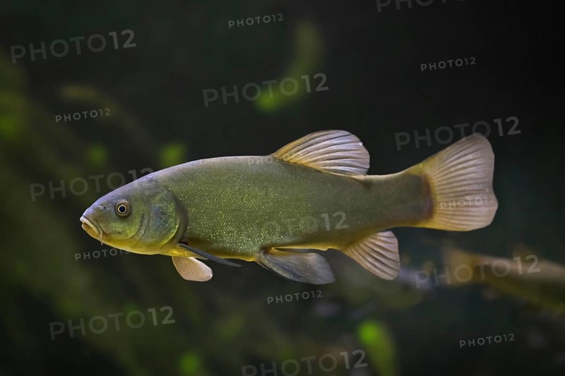 Tench
