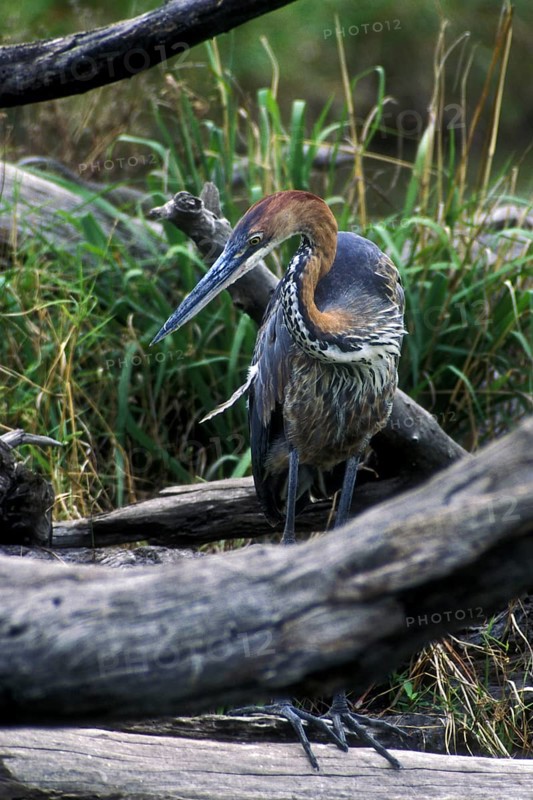 Goliath heron