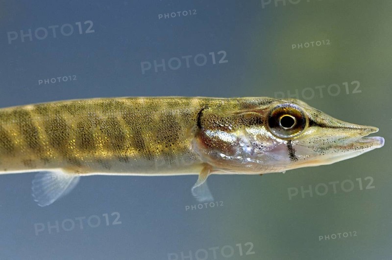 Young northern pike