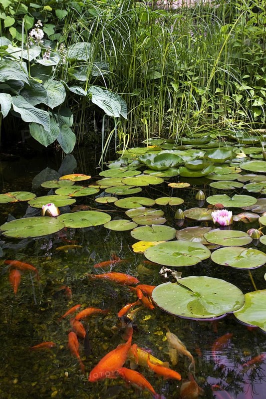 Goldfish in garden pond with water lilies