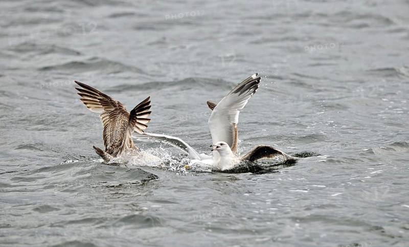 Gulls at sea fighting for dead fish