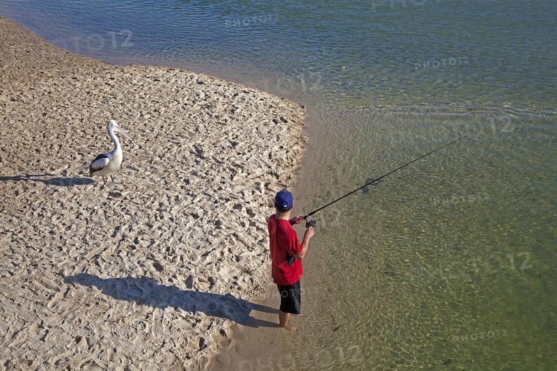 Australian pelican