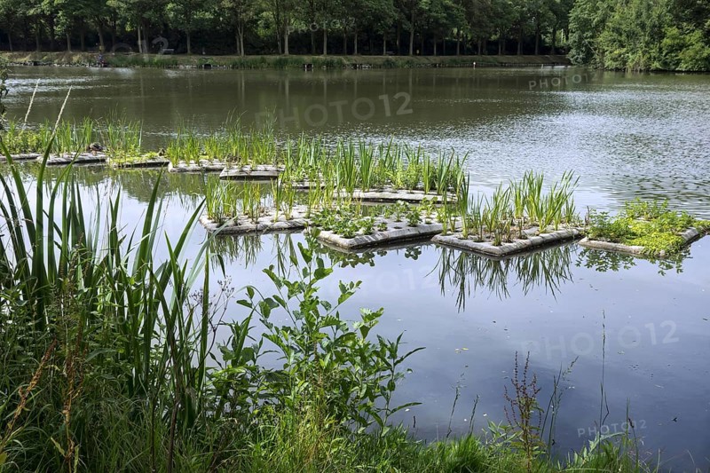 Floating artificial islands with vegetation in pond for fish to spawn and breeding place for waterfowl