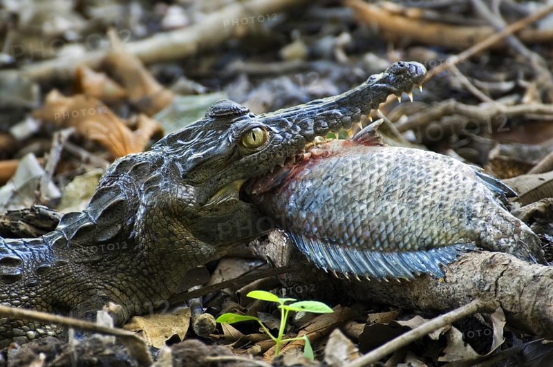 Young spectacled caiman